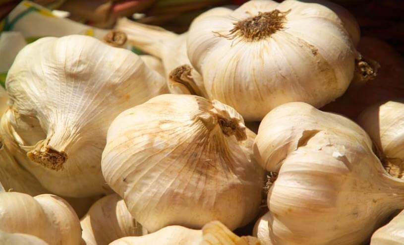 Another Abundant Garlic Crop