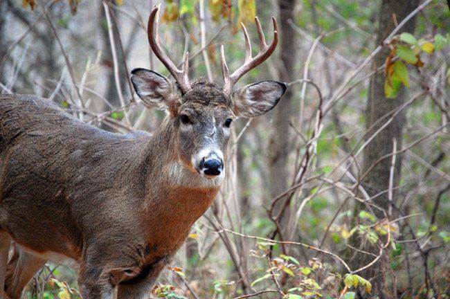 A White Tail Buck in the Woods