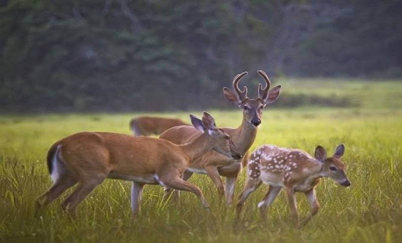 The Neighbors Out For a Walk