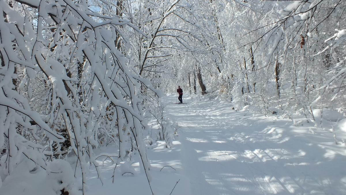 Cross Country Ski the Irish Hollow Woods