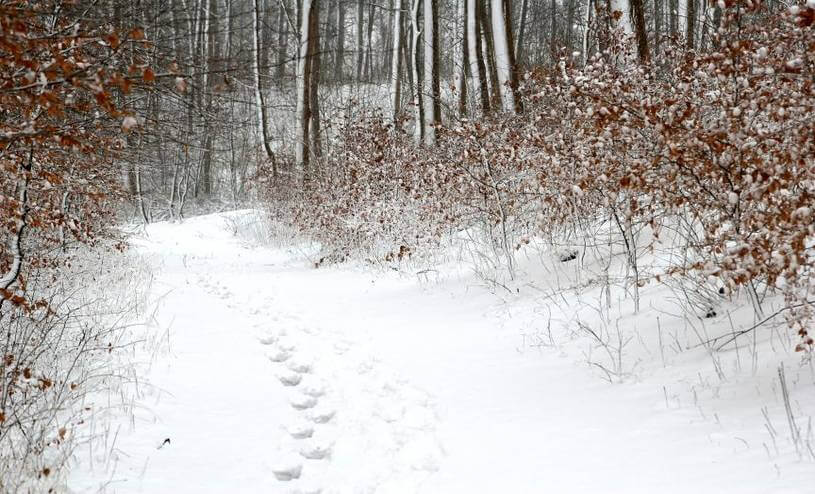 Walking in a Winter Wonderland