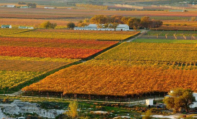 The Vineyards at Autumn Harvest