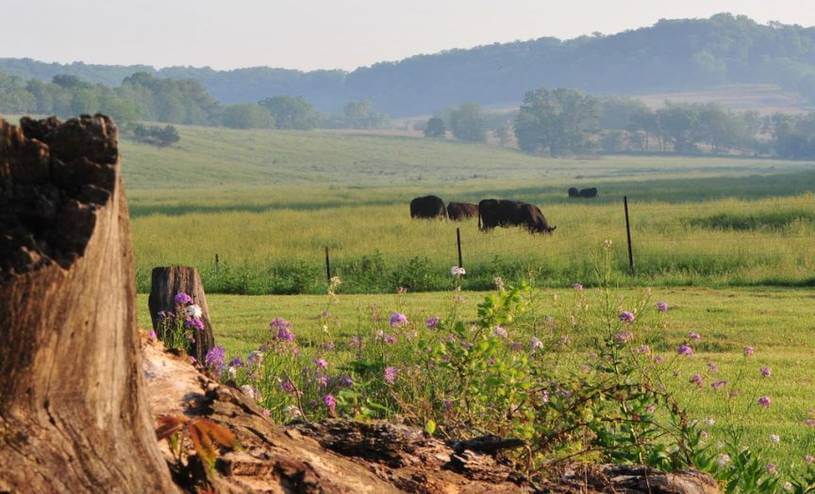 The Summer Pasture