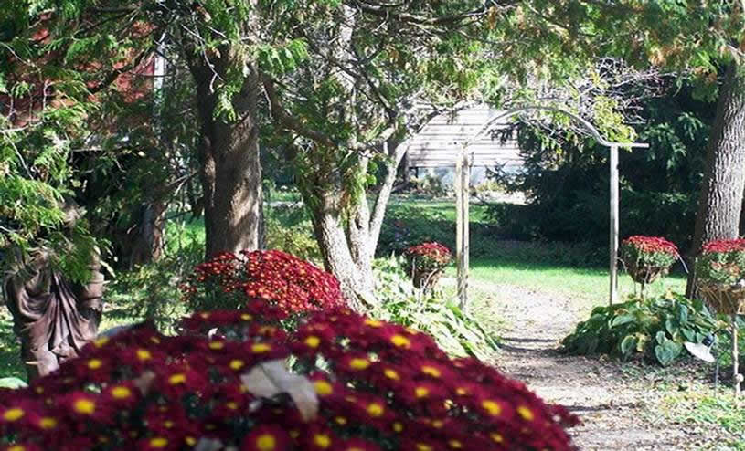 Mums Line the Inn's Garden Paths