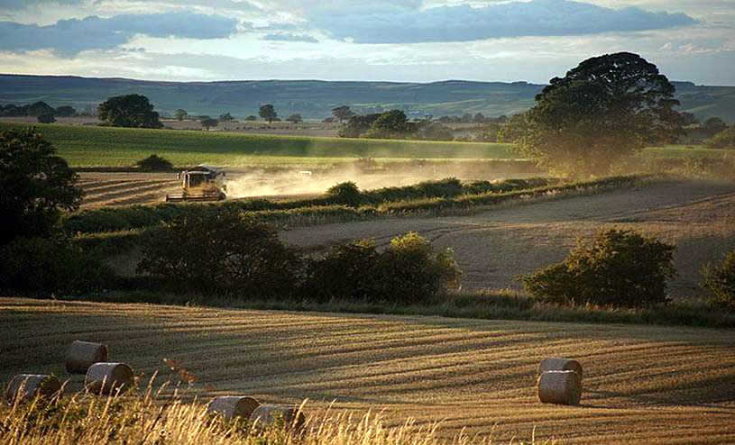 Our Fields at Harvest